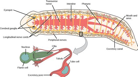 Phylum Platyhelminthes Biology For Non Majors Ii