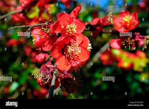 Japonica Flowering Quince Stock Photo Alamy