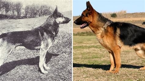 Heres What Popular Dog Breeds Looked Like Before And After 100 Years