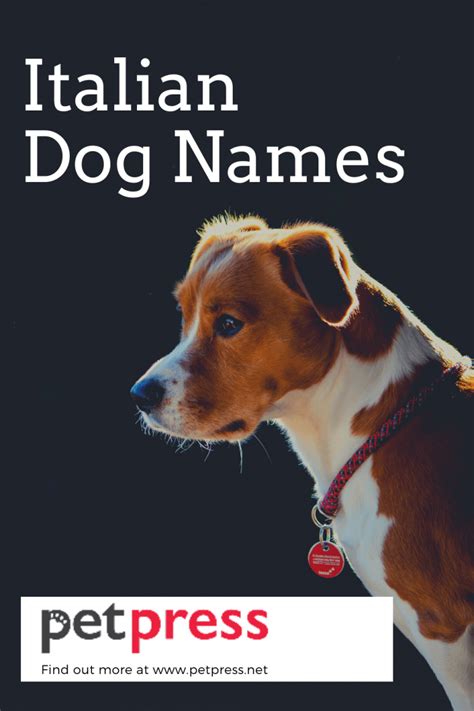 Top 200 Beautiful Italian Dog Names With Meanings