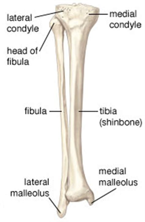 In humans the head of the fibula is joined to the head of the inner bone, the tibia, by ligaments and does not form part of the knee. Tibia & Fibula - My Skehliton