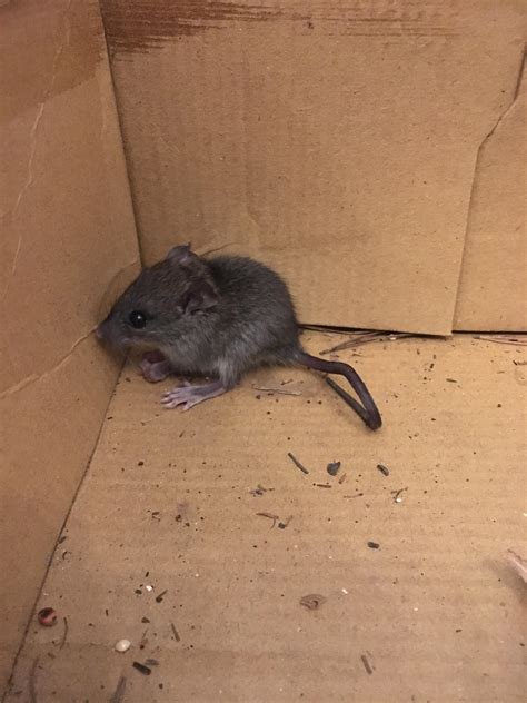 House Mouse Or Deer Mouse Found In Dec Louisiana Species