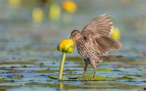 Winners Of 2021 Audubon Bird Photography Contest
