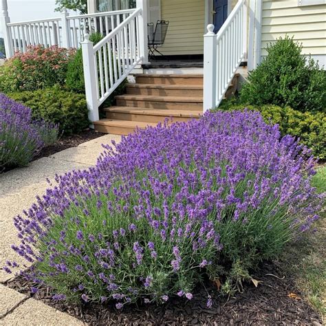 Front Yard Lavender Landscaping