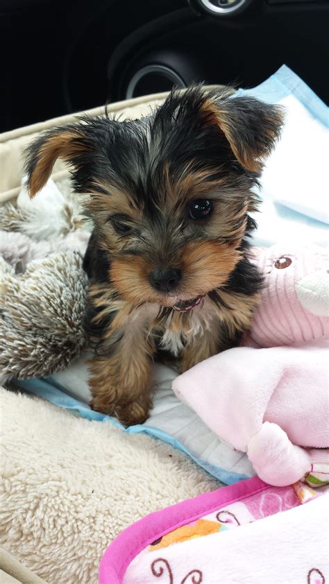Post A Community Of Yorkshire Terrier Lovers Yorkie Dogs Yorkie