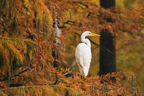 15 Breathtaking Examples Of Bird Photography