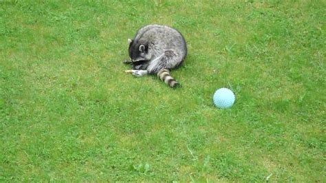 Wild Raccoon Playing With Dogs Squeaky Toys Youtube