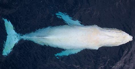 Photographer Captures Stunning Photos Of Rare Albino Humpback Whale Off
