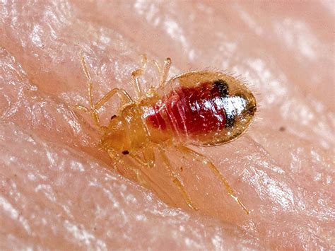 Do Bed Bug Bites Transmit Any Diseases Bed Bug Pest Control Company