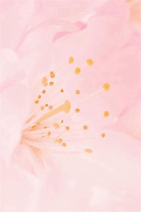 Nature Pure Bloomy Flower Macro Iphone 4s Wallpaper Iphone 5s