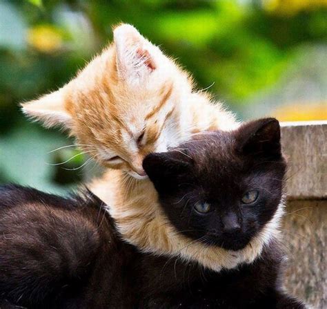 7 2 Chats Qui Se Font Un Calin Kittens Cutest Animal Hugs Cute