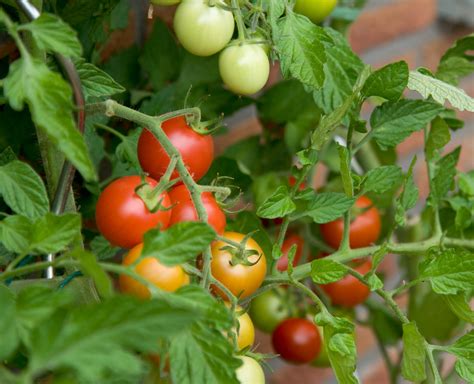 How To Grow The Best Tomatoes Seed Nursery