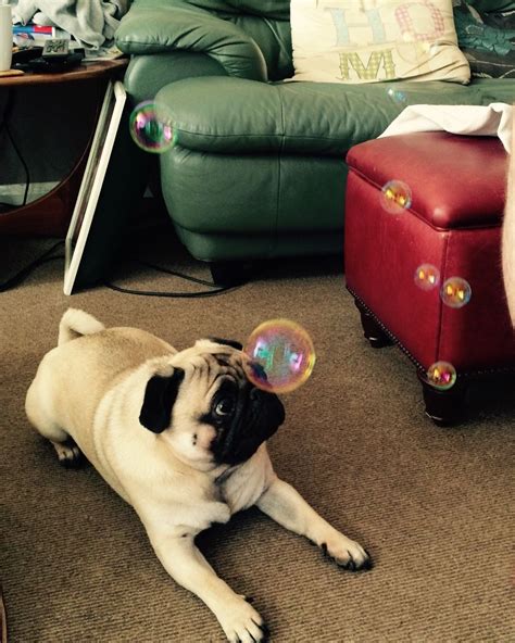 There And Back Again A Pugs Tail Bubble Boy Pugs Bubble Boy