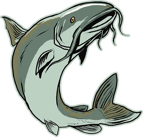 Catfish Illustrations Royalty Free Vector Graphics And Clip Art Istock