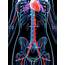 Female Vascular System Photograph By Sebastian Kaulitzki