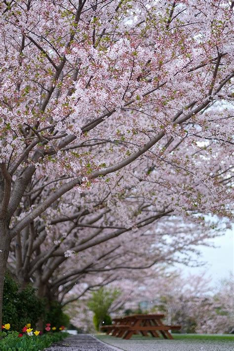 Sakura Japan Japanese Spring Tree Blossom Silk Bloom Pink