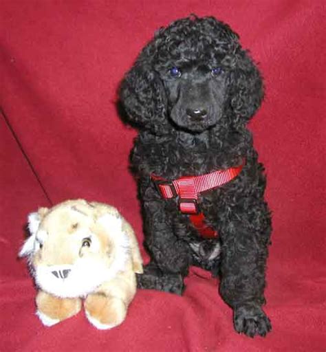 The cheapest offer starts at £120. Standard Poodle Puppies for Sale