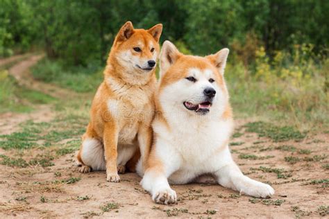 Two Japanese Dogs Akita Inu And Shiba Inu Stock Photo Image Of