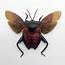 Entomology Insect Euthenestes Robustus True Bug Spread 