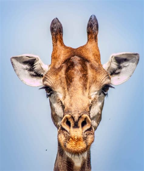 Pin By Thomas Coghlan On Giraffe Viewspositions Giraffe Ears