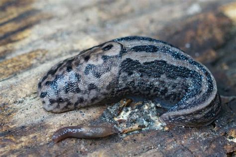 Closeup On A Spotted Great Grey Or Leopard Slug Limax Maximus Curved On The Ground Stock Image