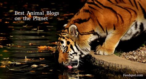 100 Best Animal Blogs And Websites To Follow In 2023