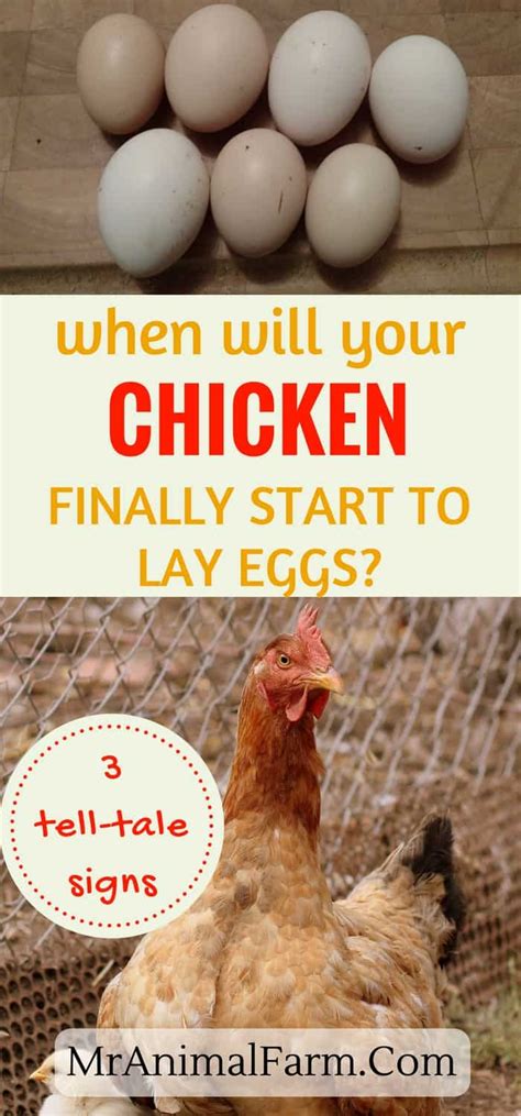 At What Age Pullets Start Laying Eggs Explained By Faqguide