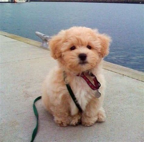 Cute Fluffy Little Dog Dogs Trouble Pinterest