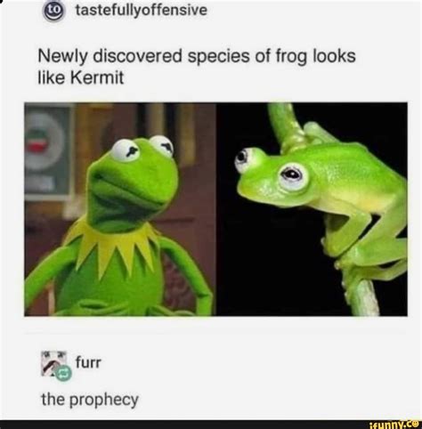 Newly Discovered Species Of Frog Looks Like Kermit Furr The Prophecy