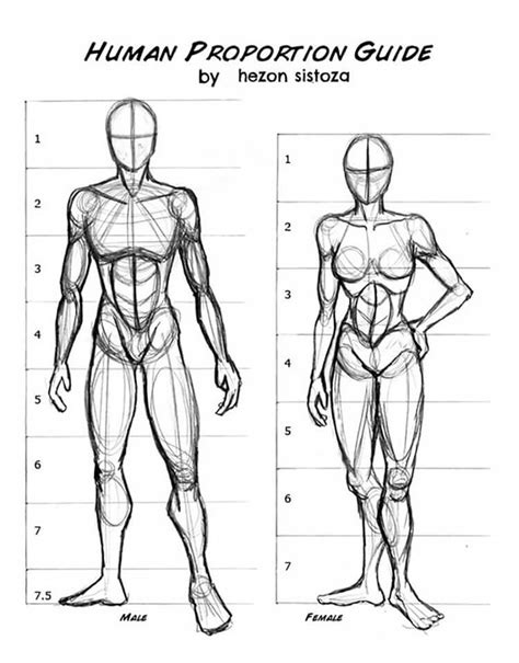 20 Human Anatomy Drawing Ideas And Pose References Beautiful Dawn Designs