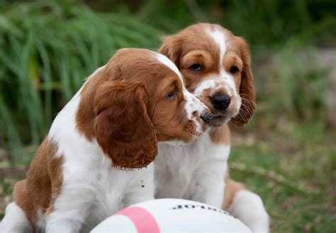 The litter is kennel club registered and microchipped excellent pedigree full of field trial cocker spaniel puppies for sale.excellent temperment.will be micro chipped wormed and. Welsh Springer Spaniel Puppies For Sale - AKC PuppyFinder