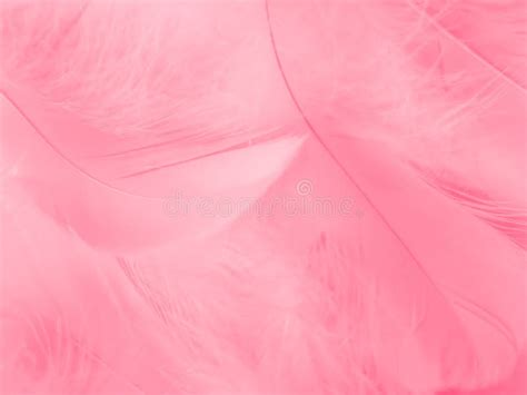Beautiful Abstract Light Pink Feathers On White Background White