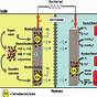 Microbial Fuel Cell Circuit Diagram