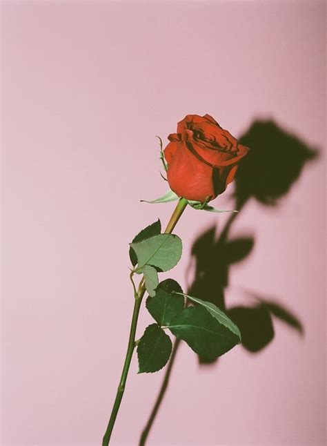See, that's what the app is perfect for . rose, flowers, and pink imageの画像 | Iphone wallpaper ...