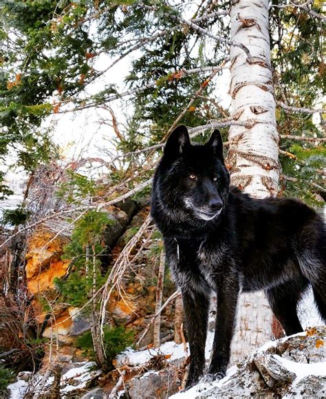 Black Wolf Dog Everything You Need To Know With Pictures Vlrengbr