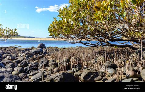 australian grey mangrove avicennia marina tree on rocky beach mangroves provide natural