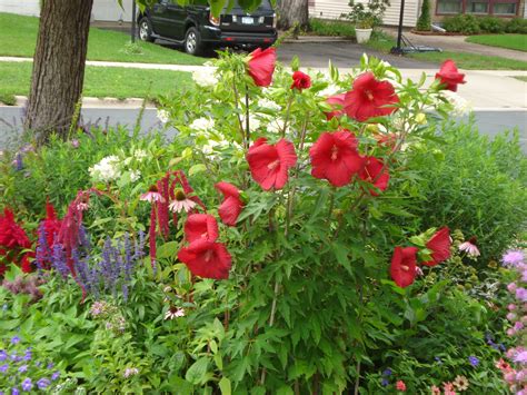 Several hundred different species of the genus hibiscus exist, and thanks to the work. Minnesota Hibiscus bush in front yard. | Hibiscus bush ...