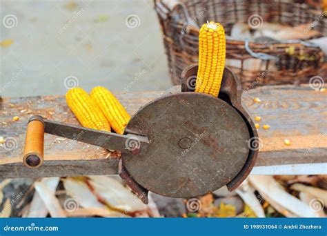 Old Manual Corn Shucker Stripping And Shelling Of Corn Cobs Royalty