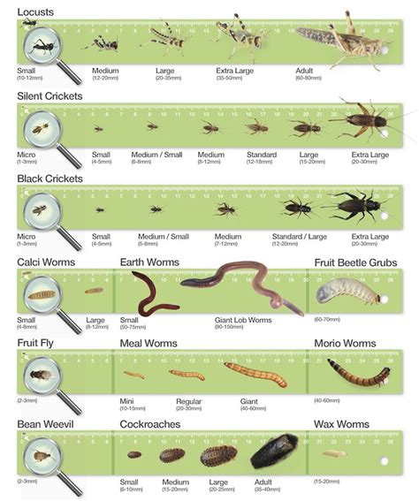 If you run out of focus in the middle of a project, you will be forced to end the process and the attempt will end in. bearded dragon food chart - Google Search | Bearded dragon care, Bearded dragon food, Bearded ...