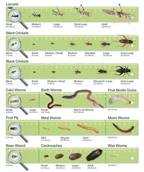bearded dragon food chart - Google Search | Bearded dragon ...