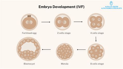 Embryo Development Stages Of Embryo Growth With Ivf