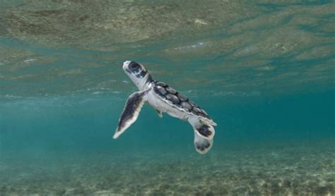 Flatback Turtle Archives Australian Geographic