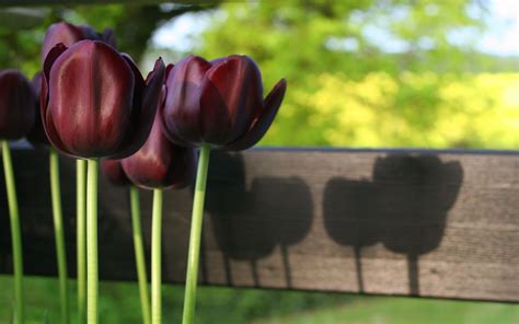 Dark Tulip Desktop Wallpapers Top Free Dark Tulip Desktop Backgrounds