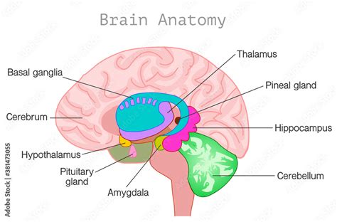 Brain Anatomy Central Nervous System Diagram Head Organ Parts Limbic