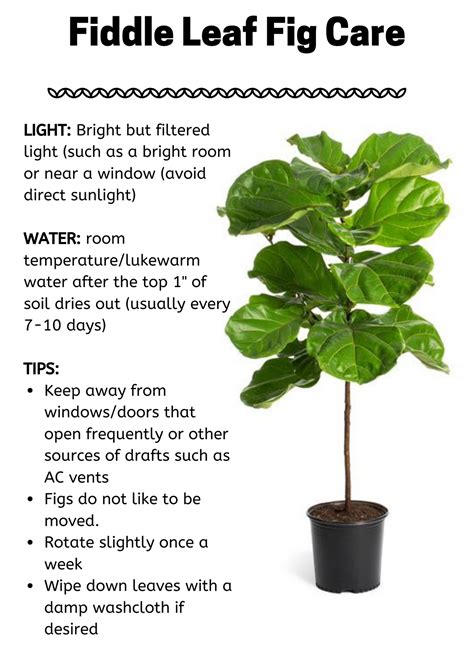 Learn how best to care for your plant. Fiddle Leaf Fig Care - Evergreen of Johnson City, TN