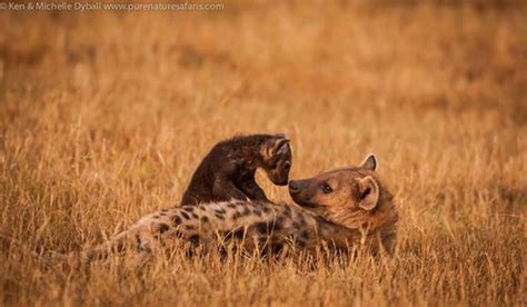 Animals Images Hyena Babies Wallpaper And Background