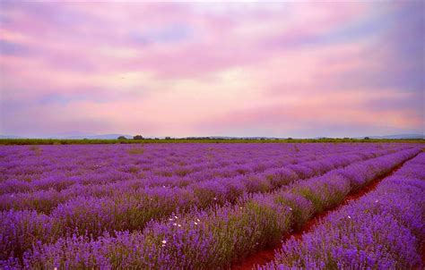 Sunset Lavender Field Hd Wallpapers 4k Hd Sunset Lavender Field
