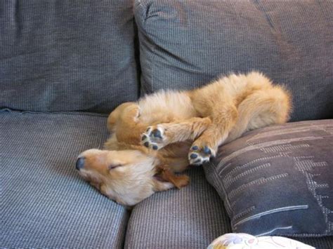 Funny Dogs Sleeping Anywhere 34 Dump A Day
