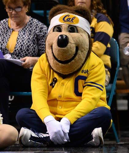 University Of California Mascots Ranked By Dan — Is This A Thing