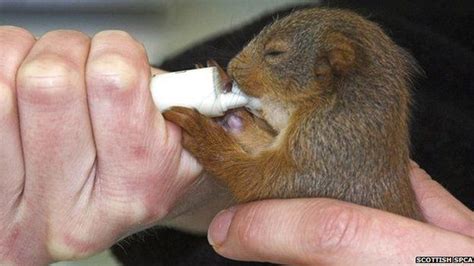 Baby Red Squirrel Rescued After Mother Hit By Car Bbc News